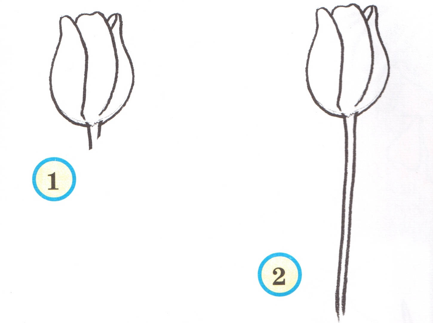 Урок-схема рисования карандашом - тюльпан